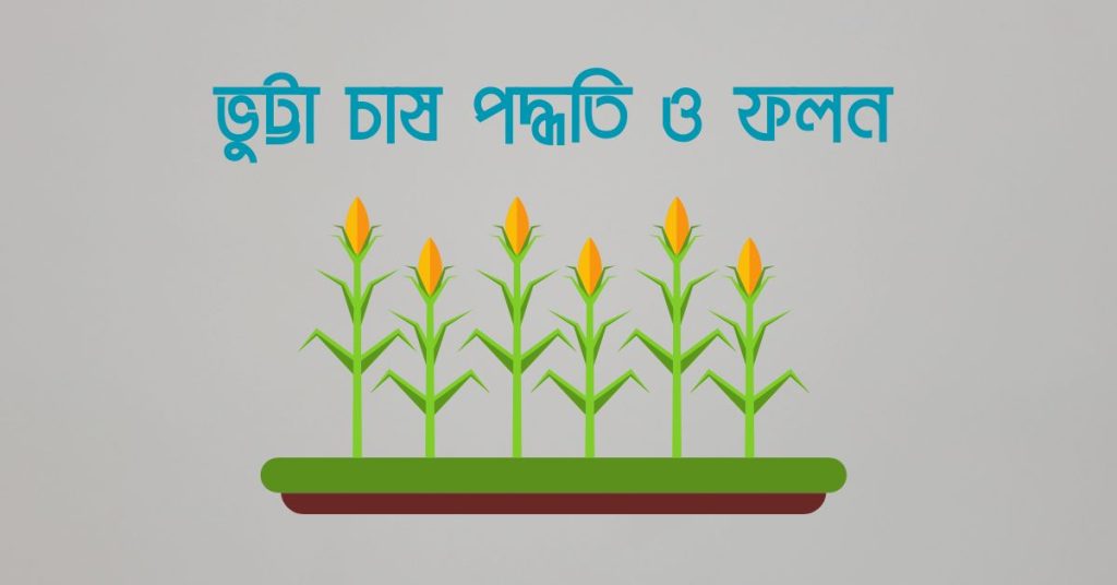 ভুট্টা চাষ পদ্ধতি ও ফলন