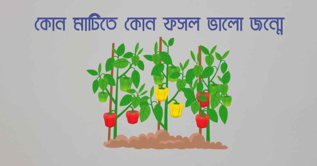 কোন মাটিতে কোন ফসল ভালো জন্মে