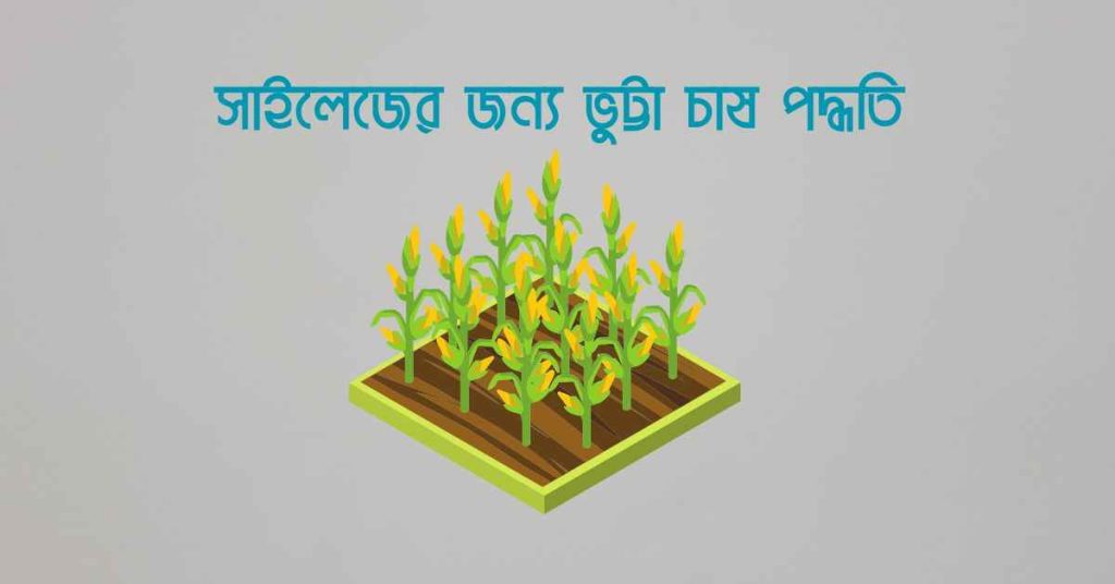 সাইলেজের জন্য ভুট্টা চাষ পদ্ধতি