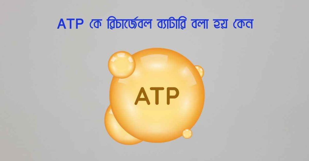 ATP কে রিচার্জেবল ব্যাটারি বলা হয় কেন জেনে নিন