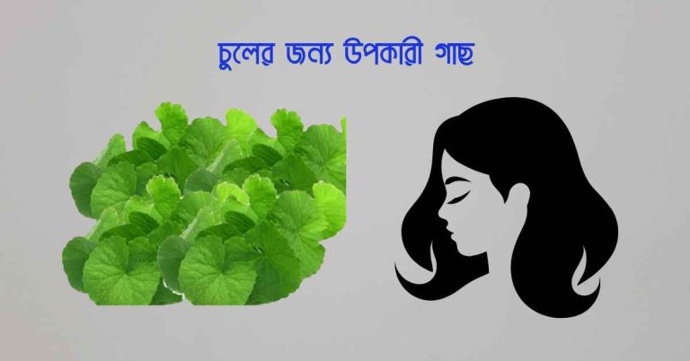 চুলের জন্য উপকারী গাছ