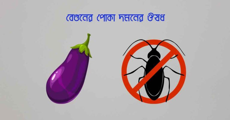 বেগুনের পোকা দমনের ঔষধ