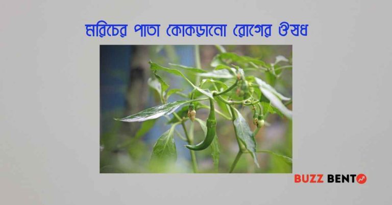 মরিচের পাতা কোকড়ানো রোগের ঔষধ