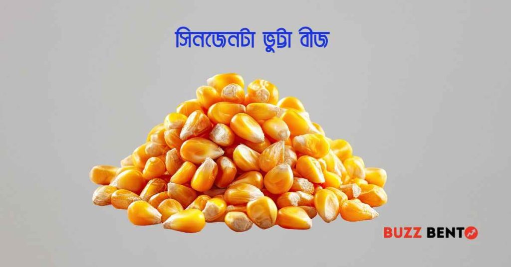 সিনজেনটা ভুট্টা বীজ