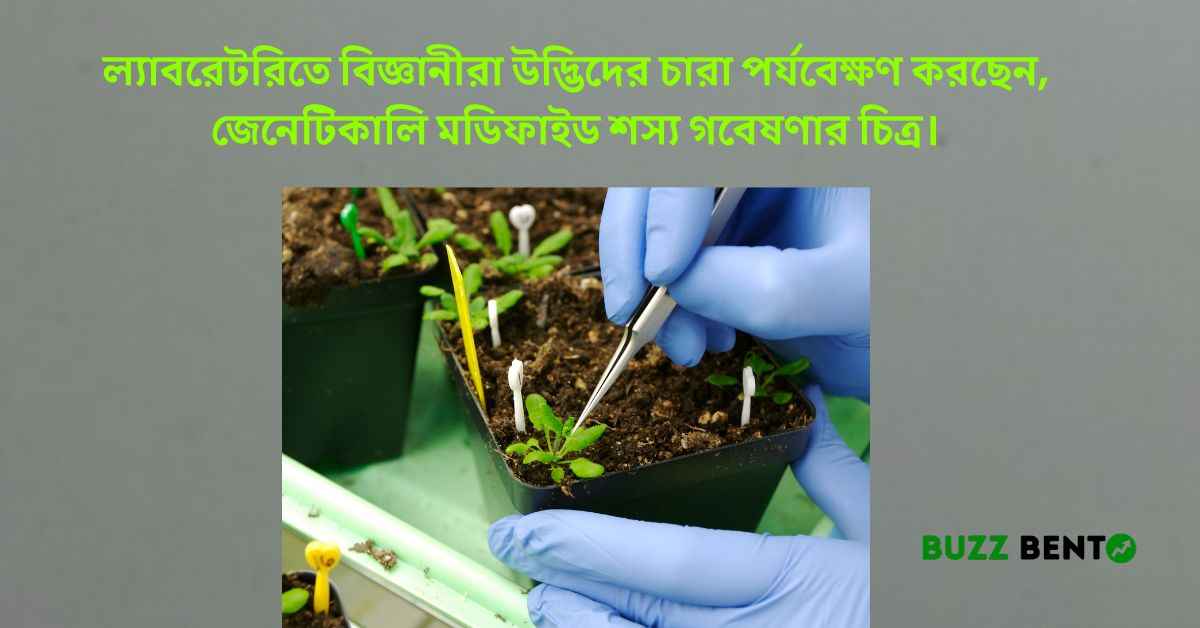 জেনেটিকালি মডিফাইড শস্য গবেষণার চিত্র