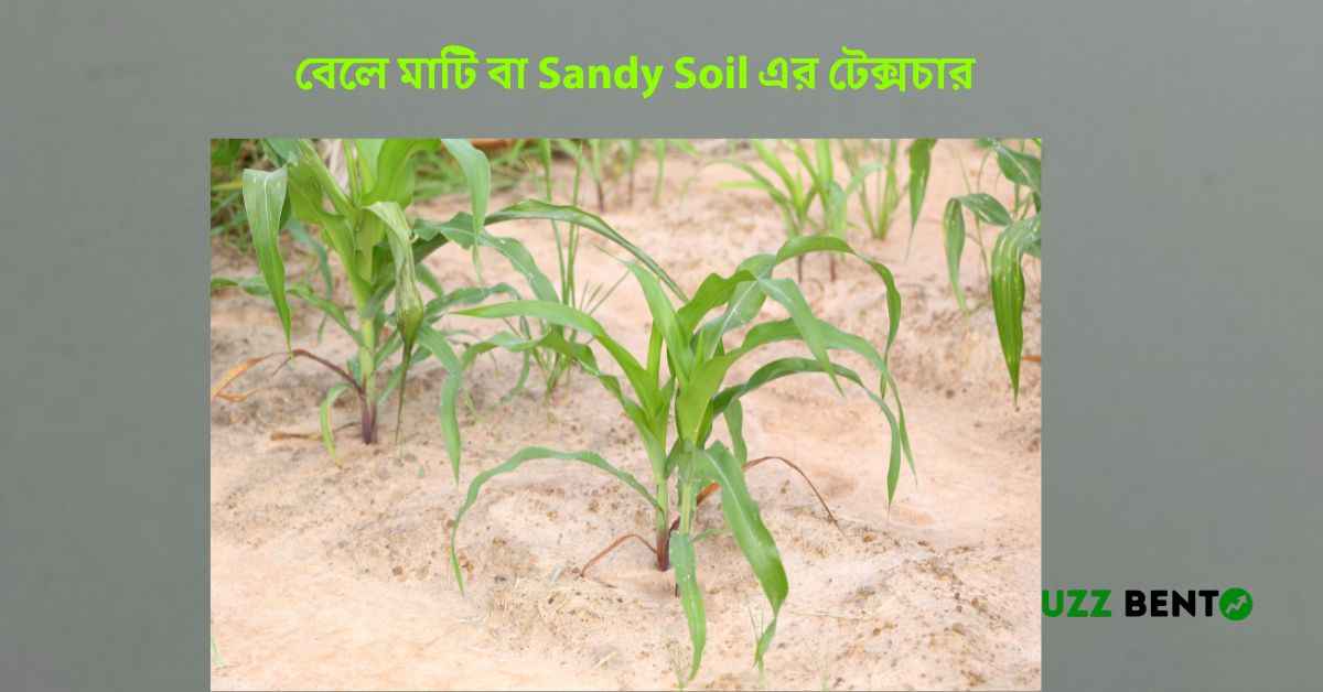 বেলে মাটি বা Sandy Soil এর টেক্সচার