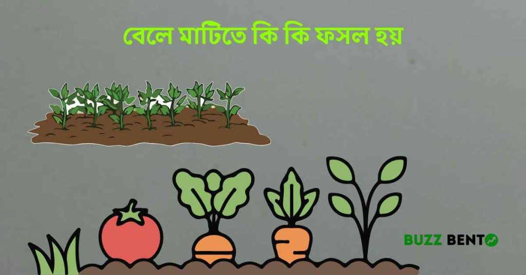 বেলে মাটিতে কি কি ফসল হয়
