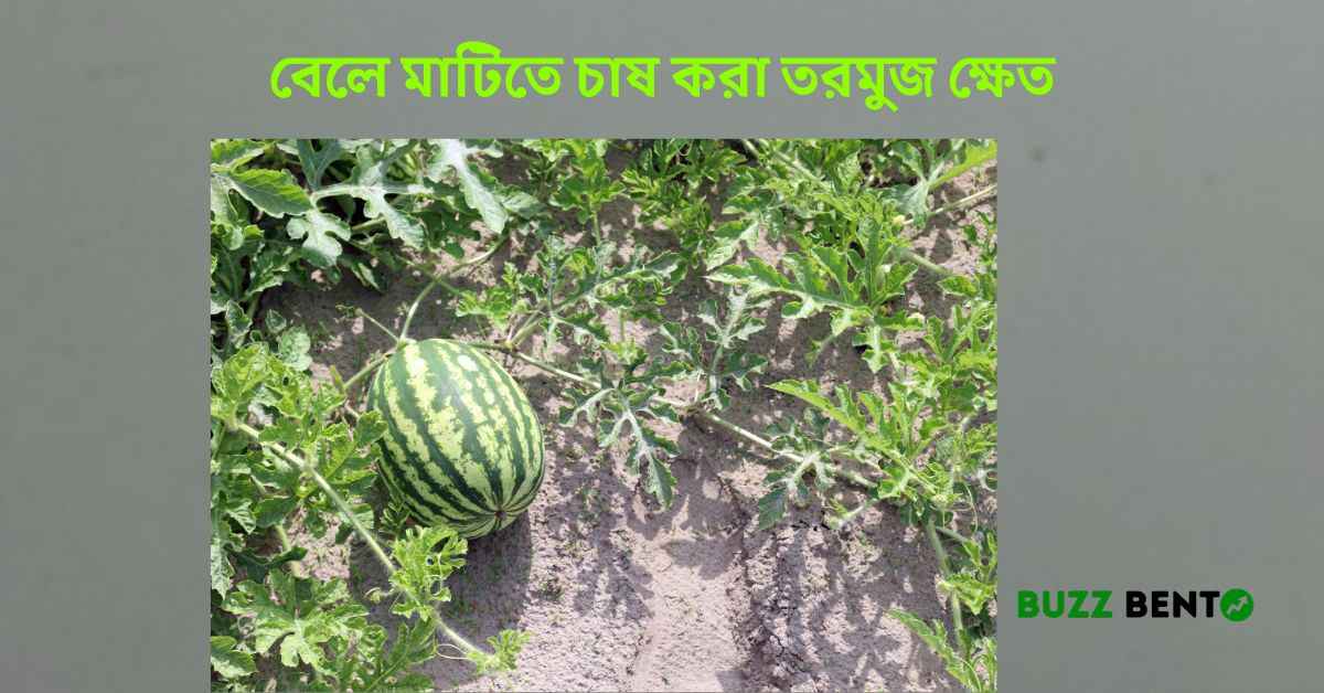 বেলে মাটিতে চাষ করা তরমুজ ক্ষেত