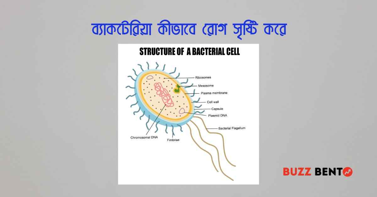 ব্যাকটেরিয়া কীভাবে রোগ সৃষ্টি করে
