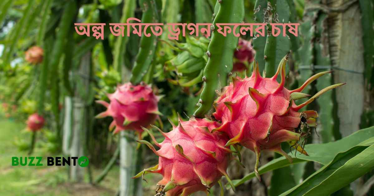 অল্প জমিতে ড্রাগন ফলের চাষ