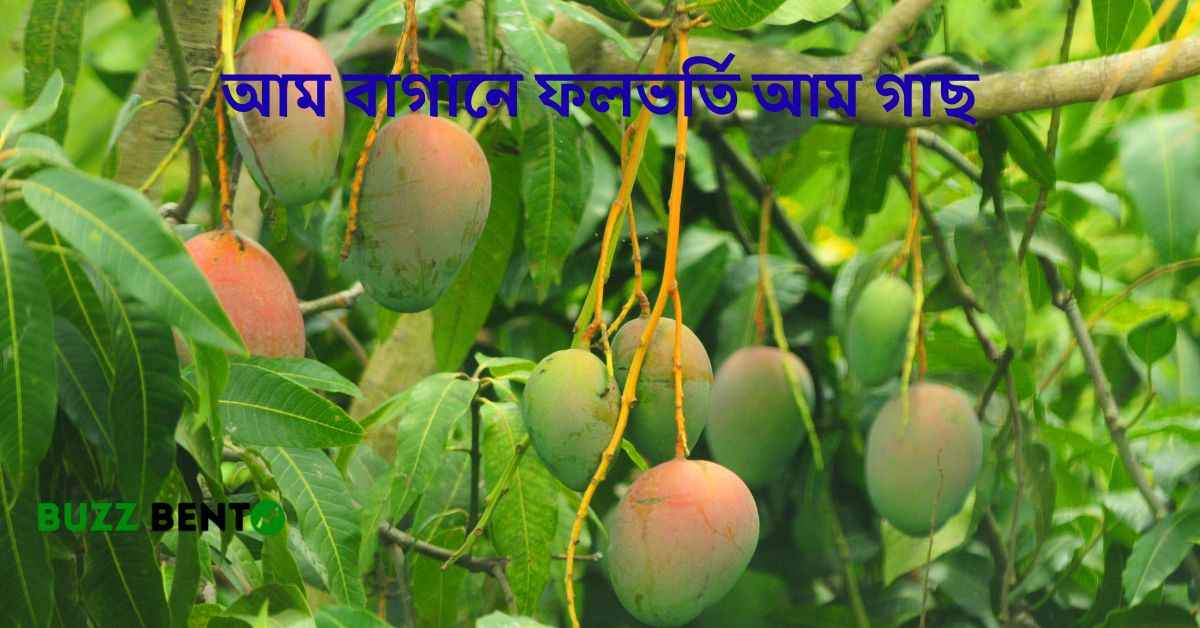 আম বাগানে ফলভর্তি আম গাছ