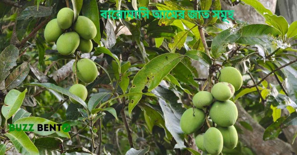 বারোমাসি আমের জাত সমূহ