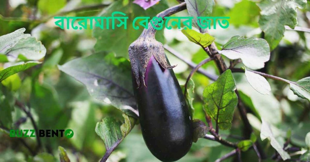বারোমাসি বেগুনের জাত