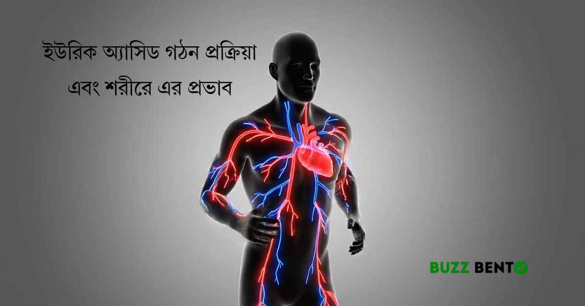 ইউরিক অ্যাসিড গঠন প্রক্রিয়া এবং শরীরে এর প্রভাব