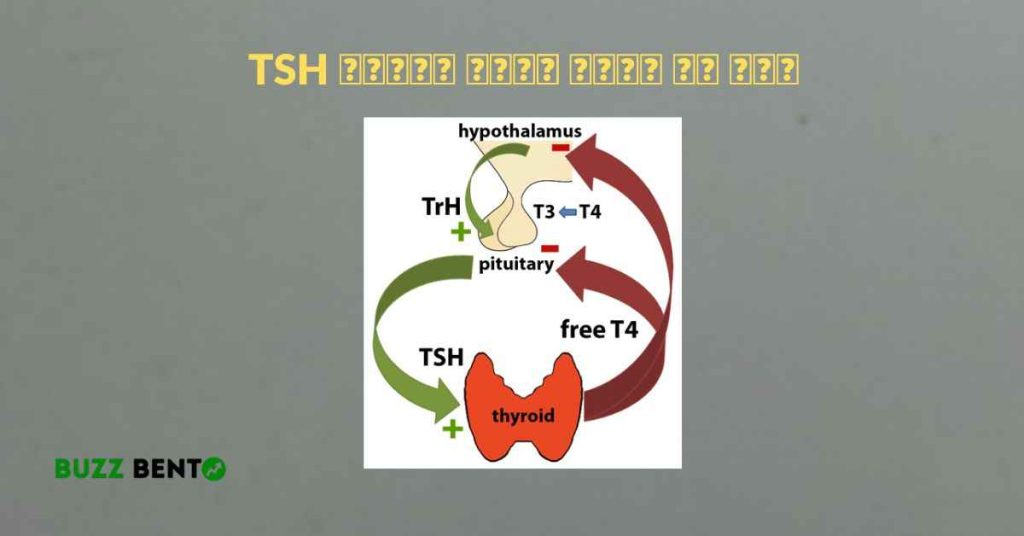 TSH হরমোন বেড়ে গেলে কি হয়