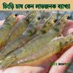 চিংড়ি চাষ কেন লাভজনক ব্যাখ্যা কর (পূর্ণাঙ্গ গাইড ২০২৬)