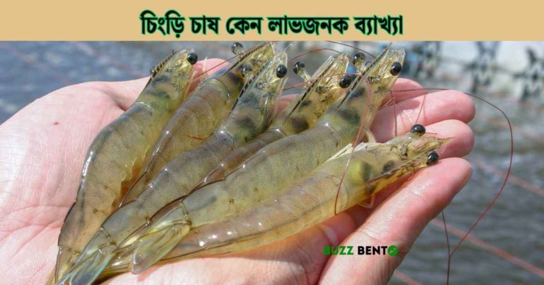 চিংড়ি চাষ কেন লাভজনক ব্যাখ্যা কর