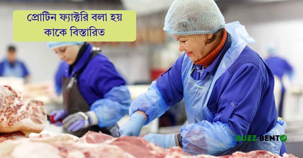 প্রোটিন ফ্যাক্টরি বলা হয় কাকে বিস্তারিত জানুন