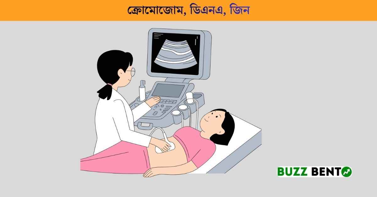 ক্রোমোজোম, ডিএনএ, জিন