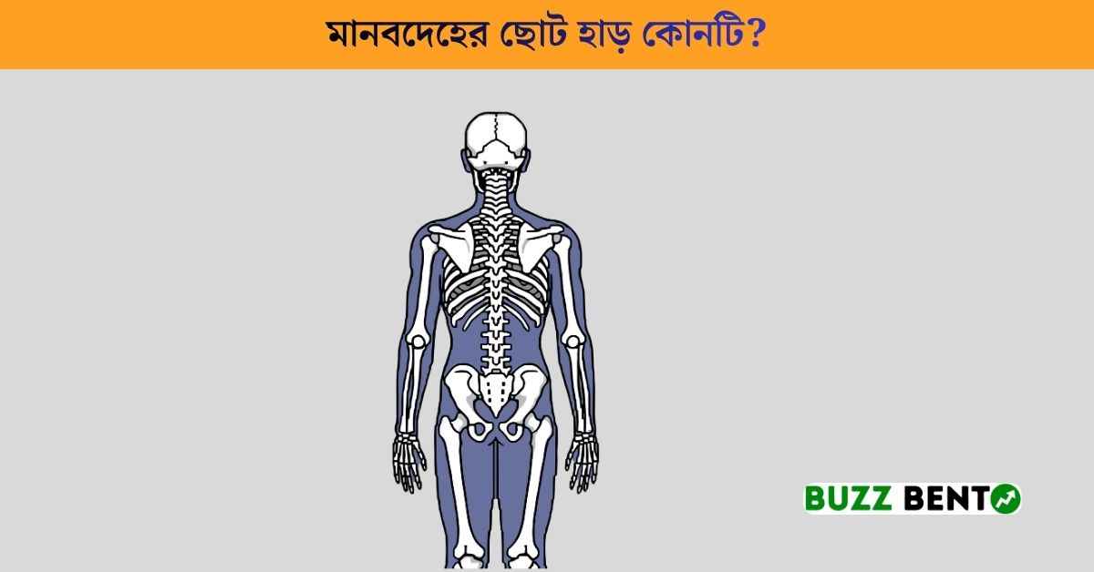 মানবদেহের ছোট হাড় কোনটি